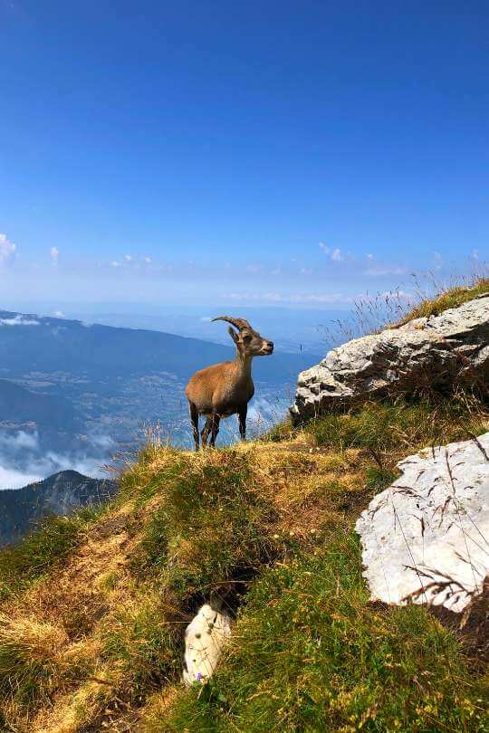 Randonnee La tournette Montaubert