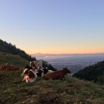 Vaches sur un alpage du Mont Rond au crépuscule, avec le massif du Mont-Blanc au-dessus de la mer de nuages.