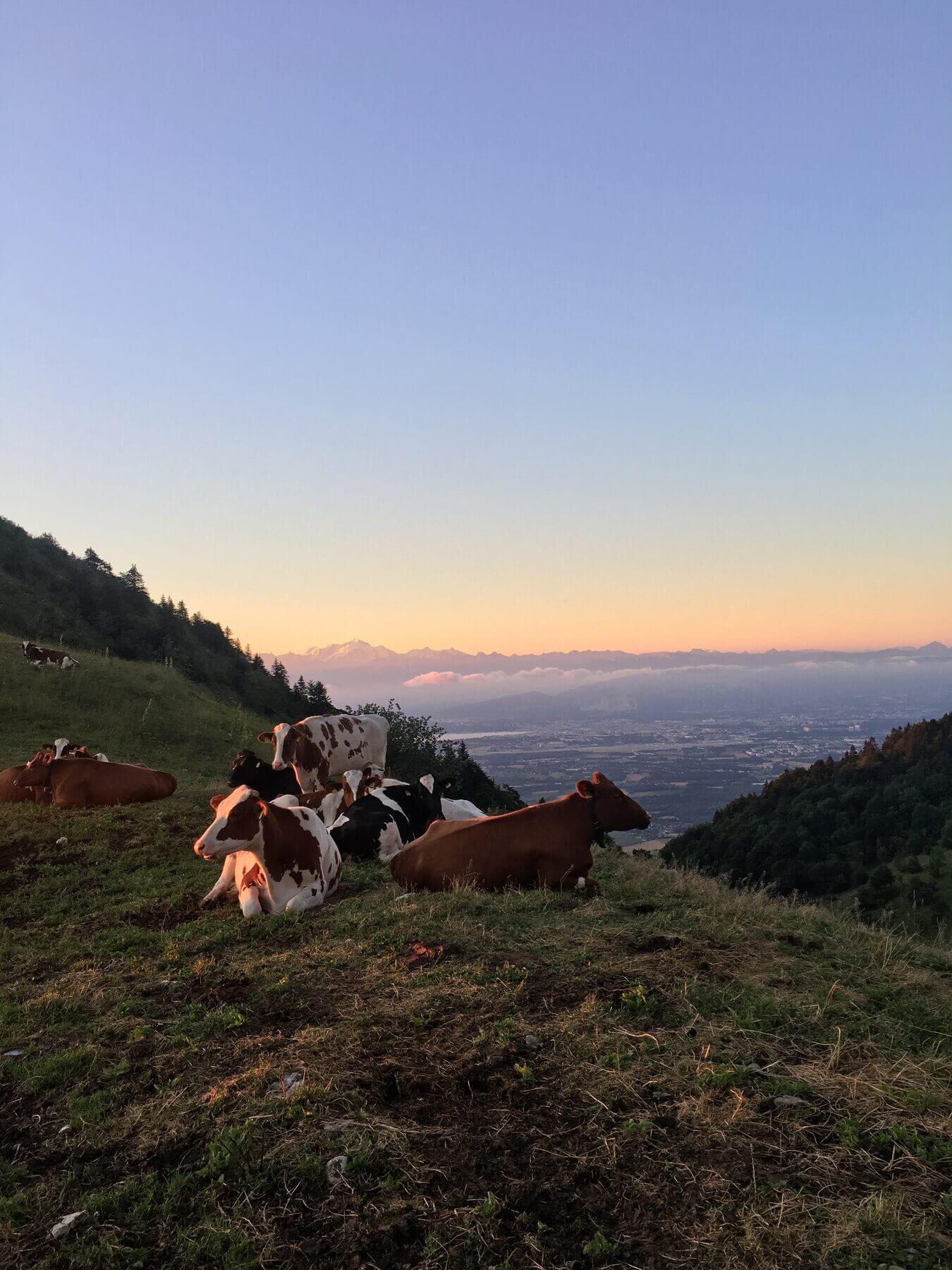 Pâturages des Monts Jura, cadre d’un bivouac au Pays de Gex