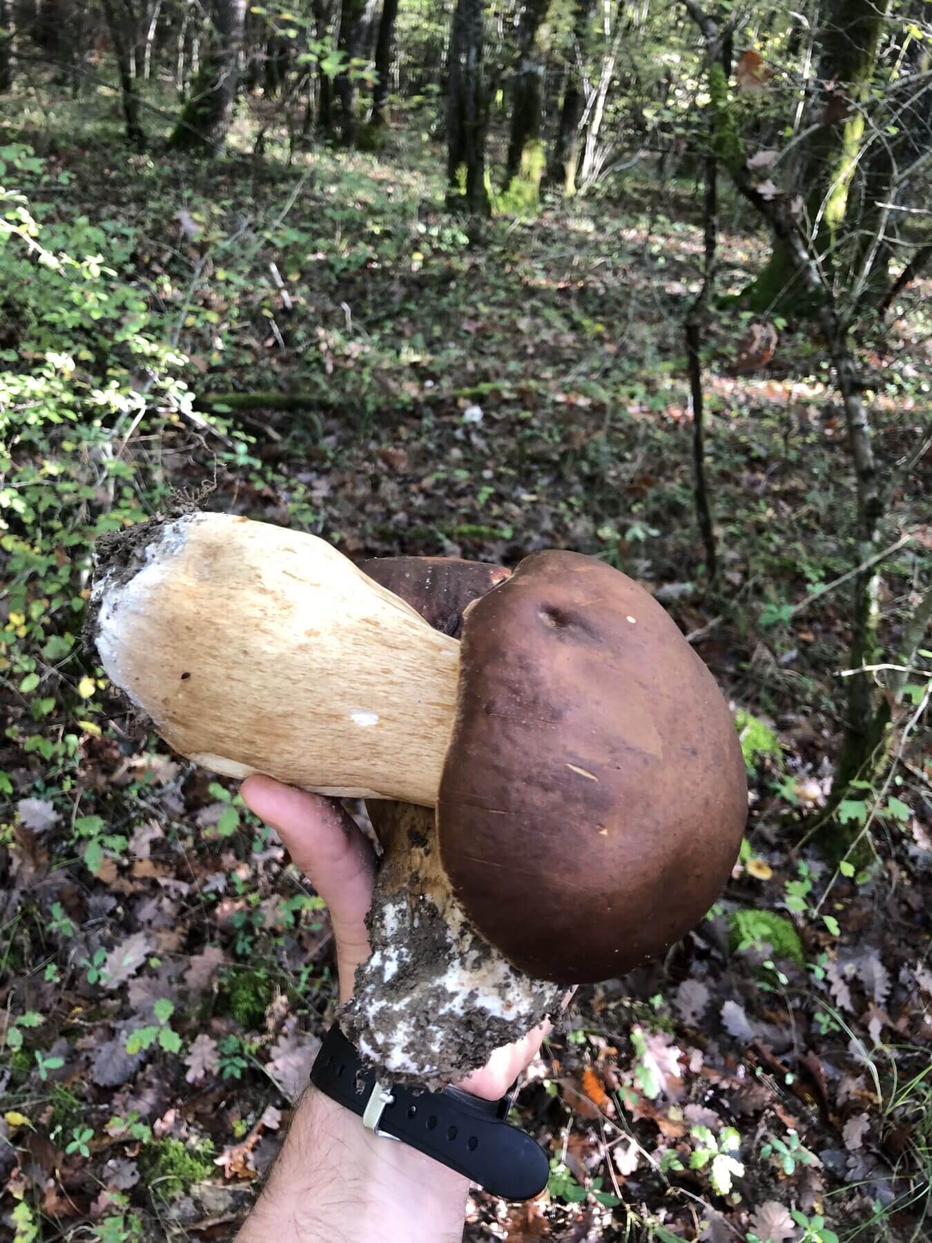 RandoSpores, détail de champignons