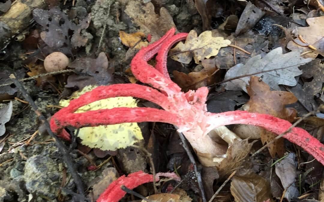 À quoi servent les champignons en forêt ? Le rôle méconnu du mycélium