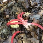 Anthurus d'Archer, champignon rouge en forme d'étoile, posé sur la litière de feuilles mortes.