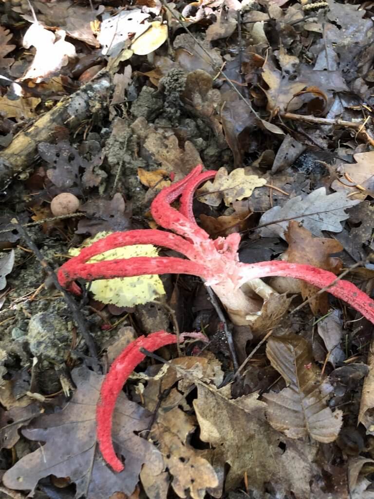 Devil's fingers (Clathrus archeri), a red star-shaped fungus, sitting on the litter of dead leaves.