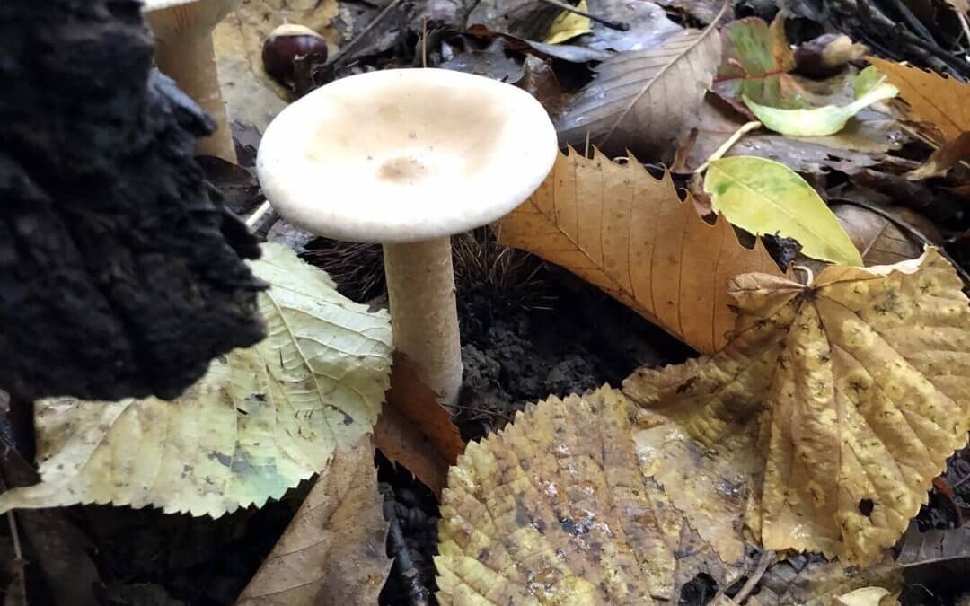 Sortie champignons en famille dans le Jura : l&rsquo;activité nature d&rsquo;automne pour petits et grands