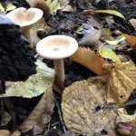 Champignon à chapeau clair poussant dans la litière de feuilles et de bogues de châtaignes.