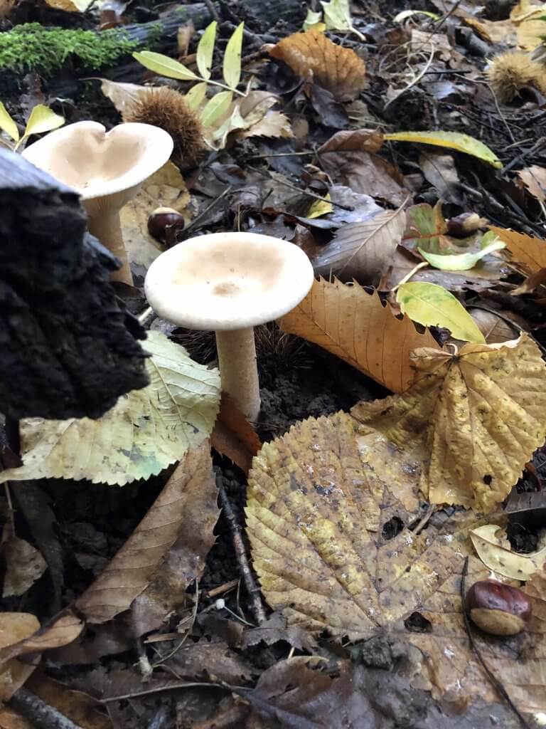 A pale-capped mushroom growing in the litter of leaves and chestnut husks.