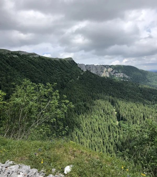 Reconnaître les champignons du Jura : une sortie mycologie pas à pas
