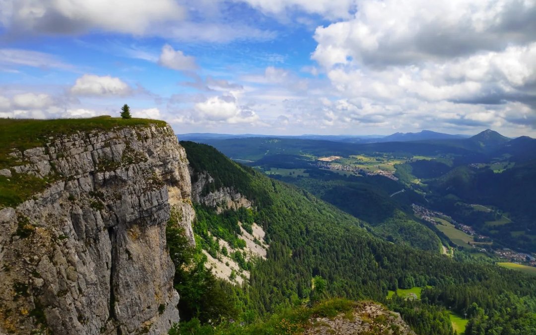 Belvédère du Jura surplombant une falaise boisée avec un sapin isolé face aux montagnes