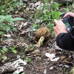 RandoSpores champignons sur une souche