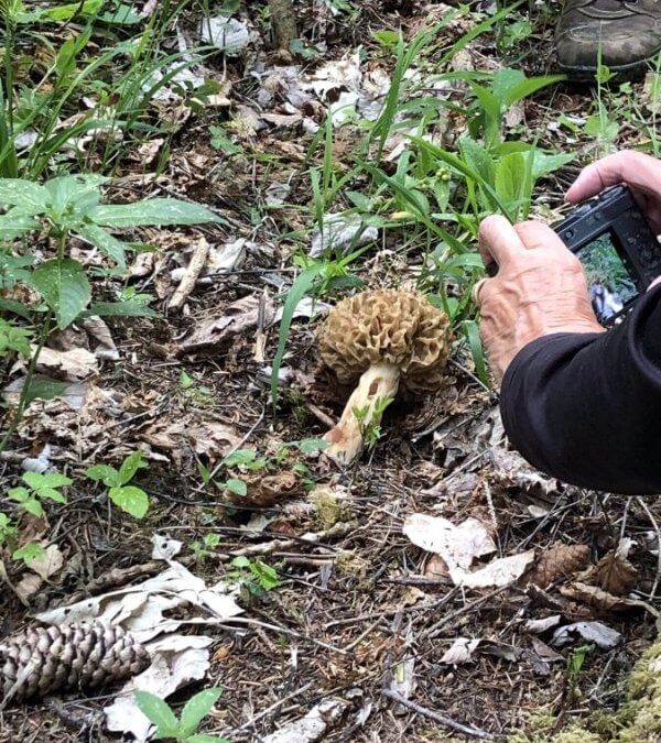 Cueillette de champignons : 5 erreurs de débutant qui peuvent coûter cher