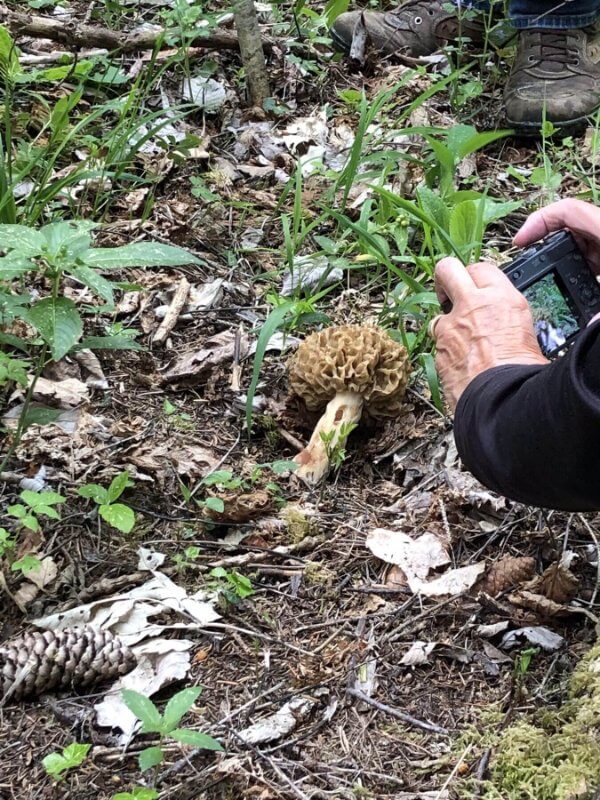RandoSpores : cueillette et découverte des champignons en forêt du Jura