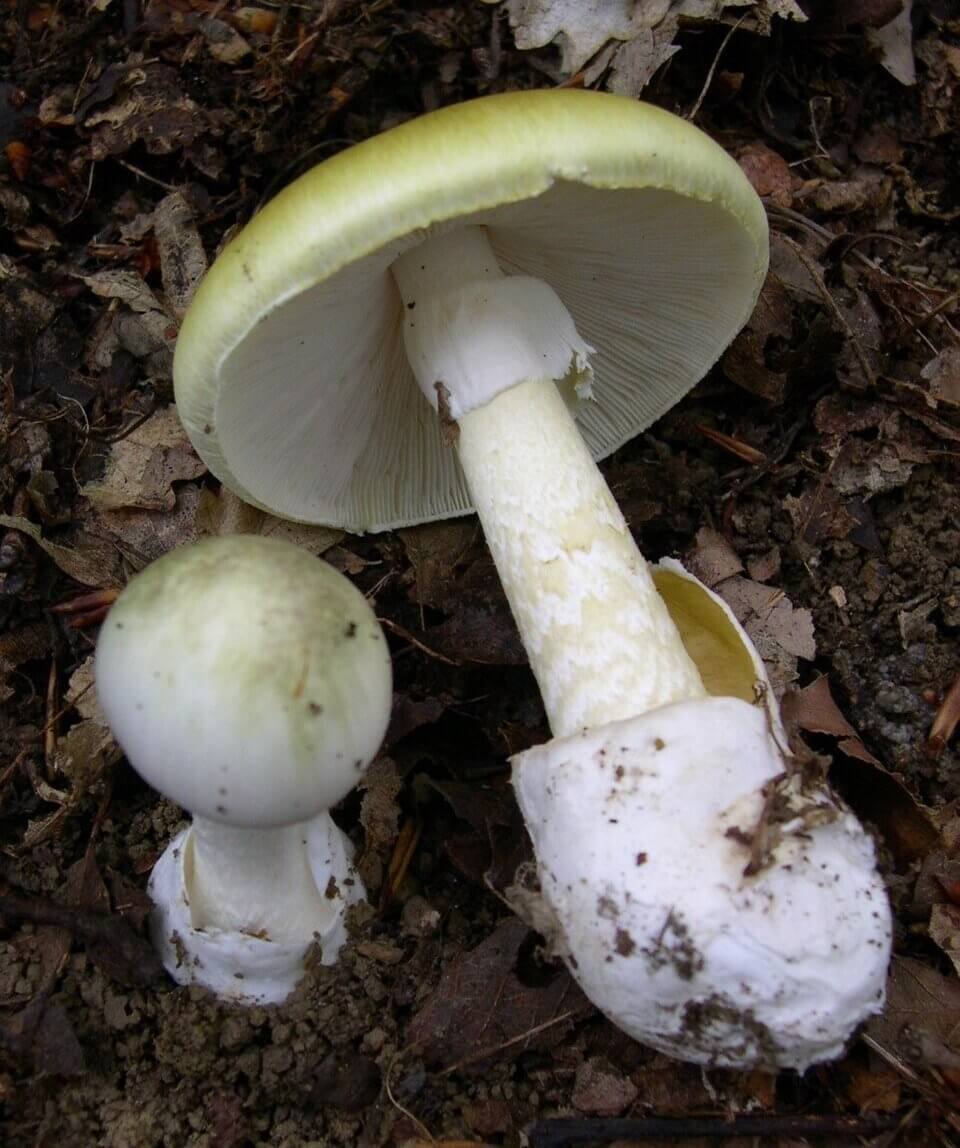 Death cap (Amanita phalloides), deadly poisonous