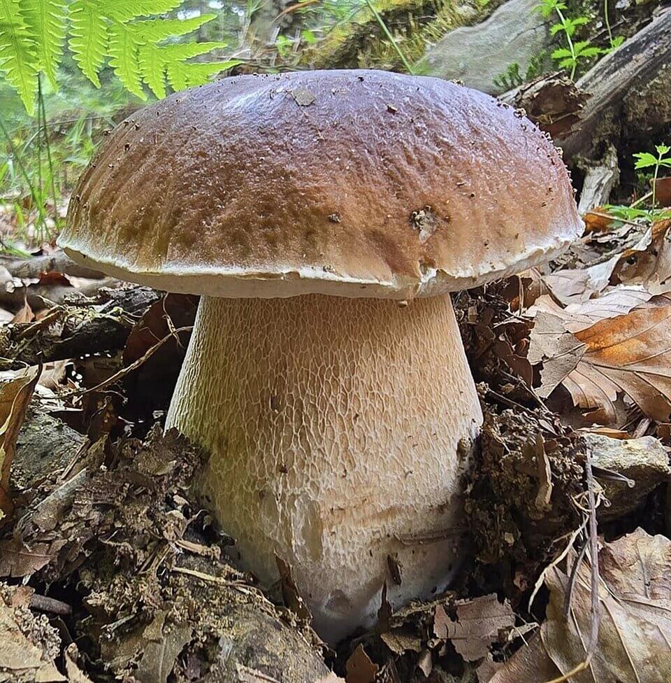 Cep (Boletus edulis), edible