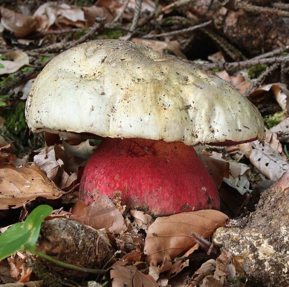 Devil's bolete (Rubroboletus satanas), poisonous