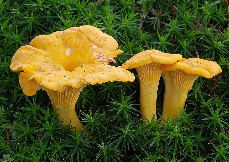 Chanterelle (Cantharellus cibarius), edible