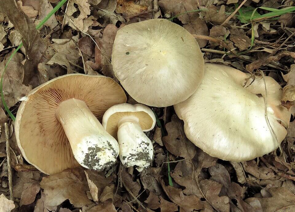 Livid pinkgill (Entoloma sinuatum), poisonous