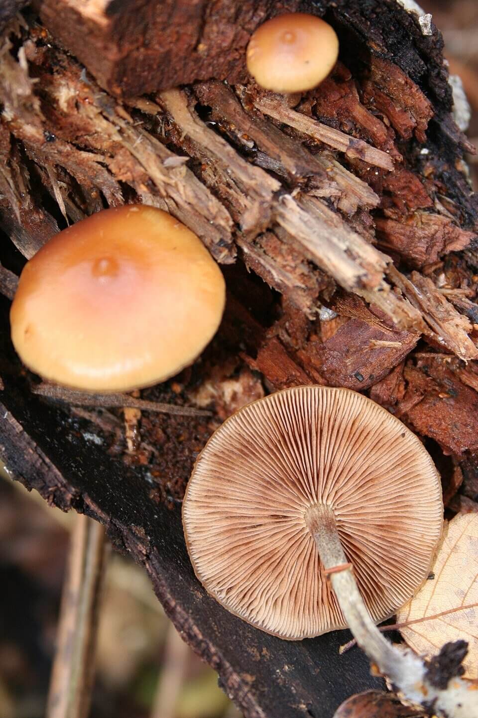 Funeral bell (Galerina marginata), deadly poisonous