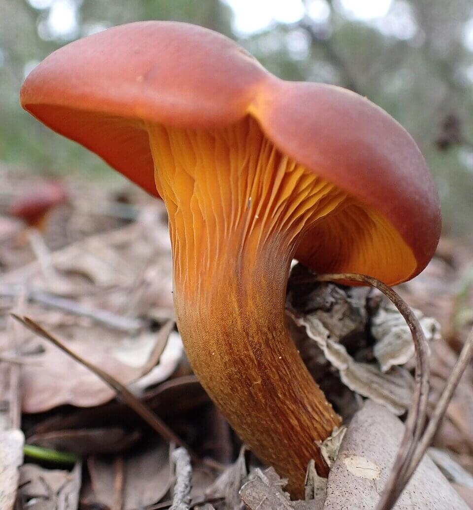 Jack-o'-lantern mushroom (Omphalotus olearius), poisonous